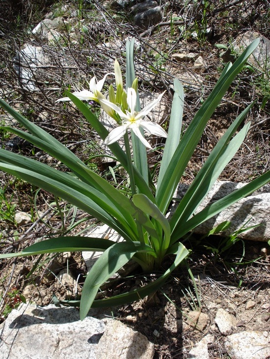 Pancratium illyricum / Giglio di Sardegna